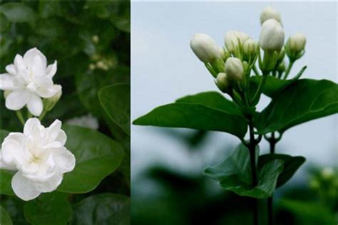 茉莉花象徵|茉莉花的象徵意義